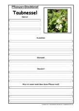 Pflanzensteckbrief-Taubnessel.pdf